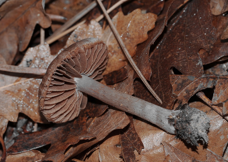 Un Cortinarius....